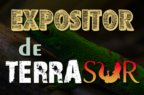 AdriTerra Geckos